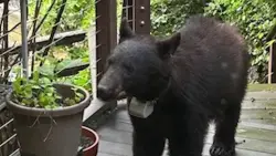 Black bear spotted wandering through backyards and porches in Bethesda
